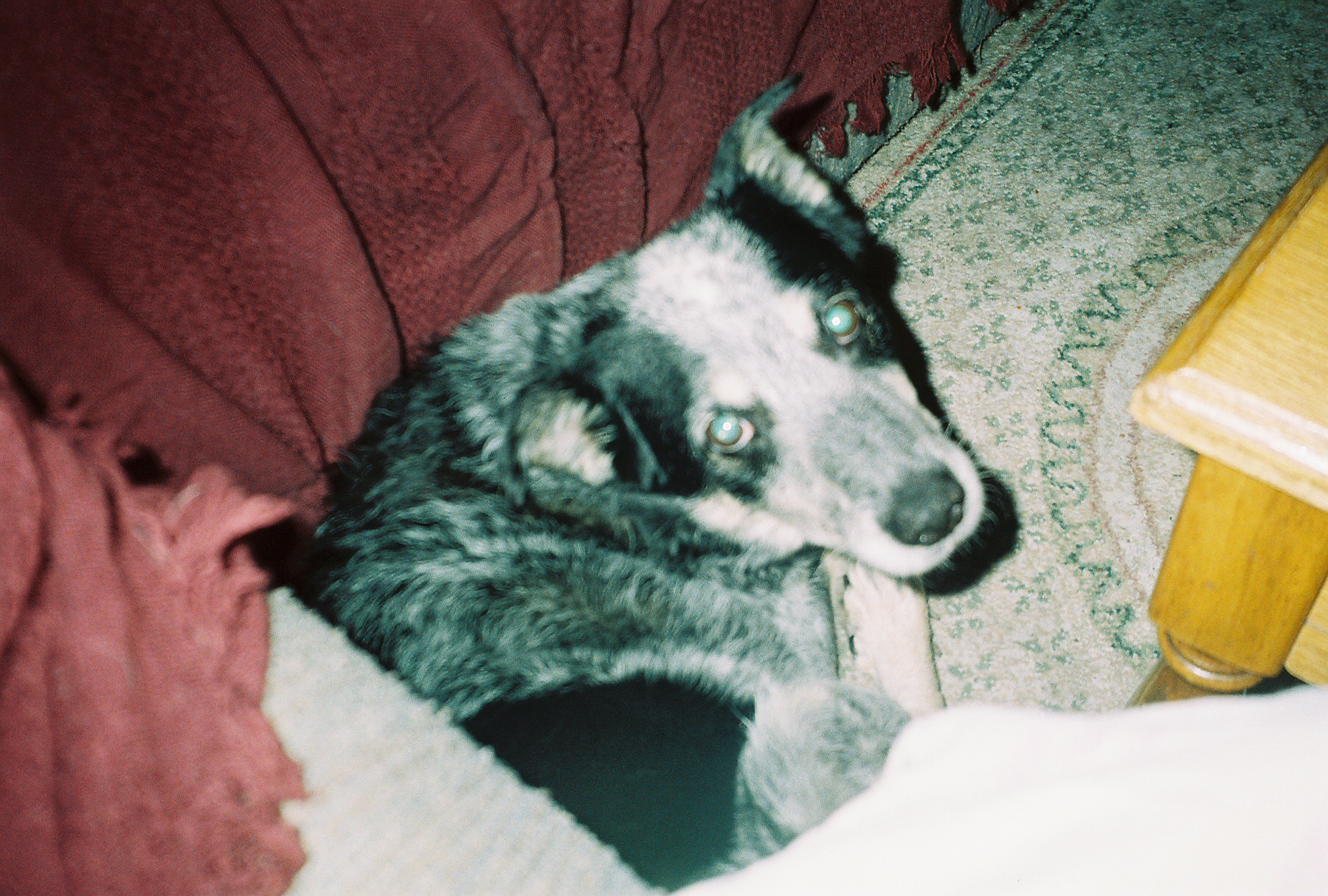 smokeydog.jpg